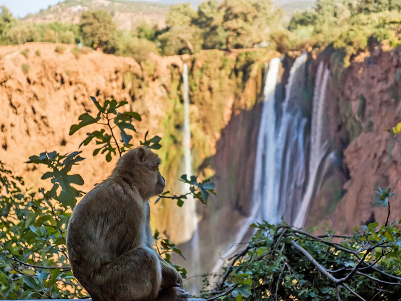 A playful monkey enjoying the scenery at Ouzoud Waterfalls.